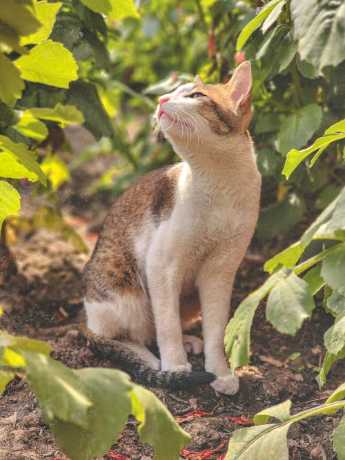 セレクティブフォーカス, ネコ, 動物の写真の無料の写真素材