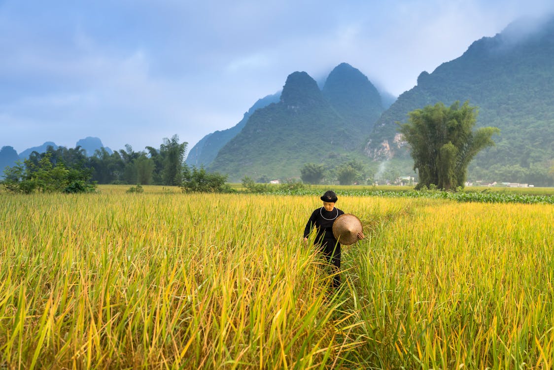 Myanmar merupakan salah satu negara penghasil beras terbesar di dunia