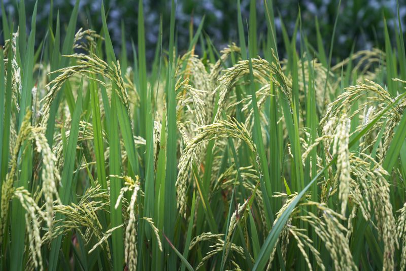 Traditional rural life - farming and village landscape