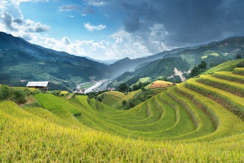 Rice Terraces View