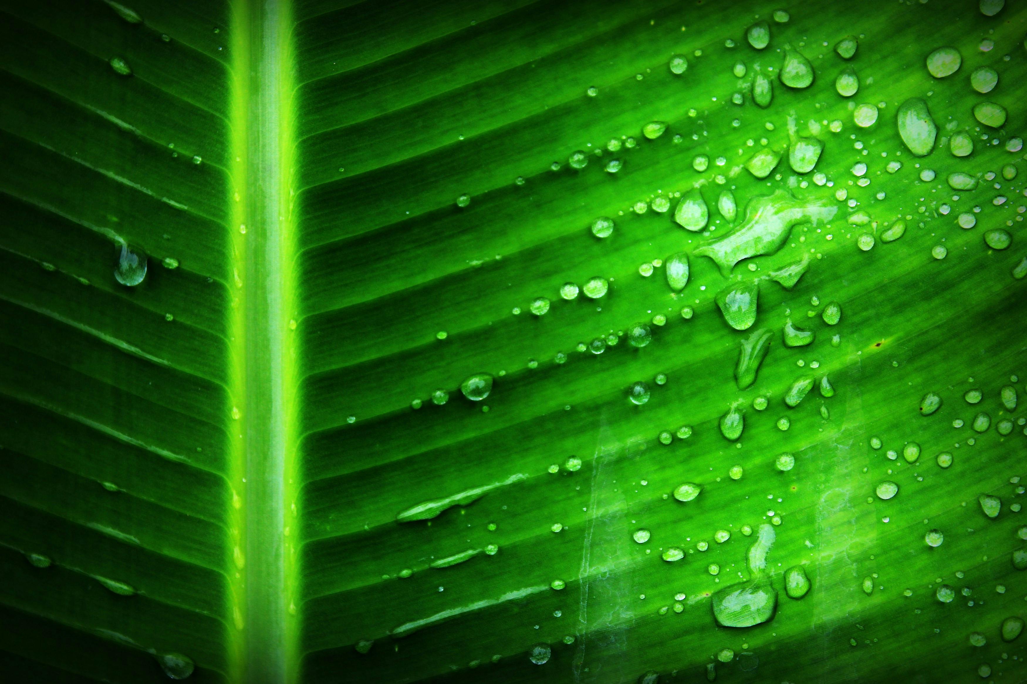 Green Banana Leaf With Substance Of Clear Liquid Free Stock Photo Free