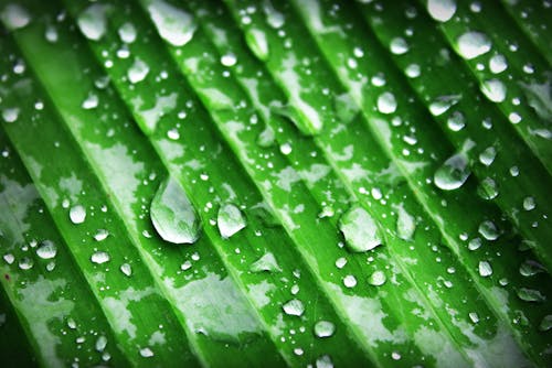 녹색, 디테일, 물의 무료 스톡 사진