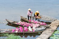 白天，两名妇女在平静的湖面上划着传统小船，采摘着鲜艳的睡莲