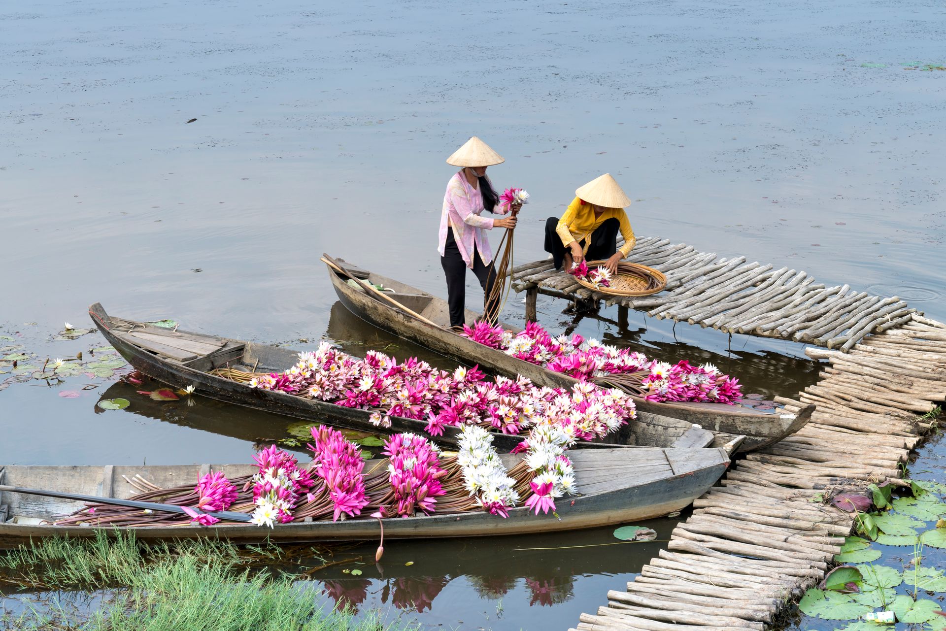 Two women harvesting vibrant water lilies on a calm lake using traditional boats in daylight.
