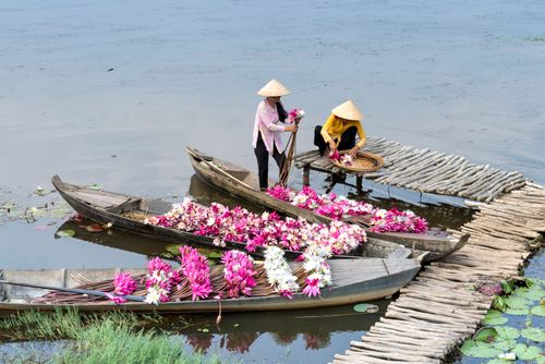 Free Two women harvesting vibrant water lilies on a calm lake using traditional boats in daylight. Stock Photo
