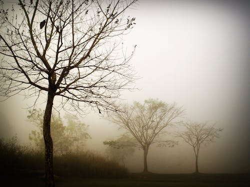 Three Bare Trees