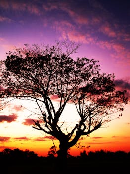 A lone tree silhouetted against a vibrant sunset sky with colorful clouds.