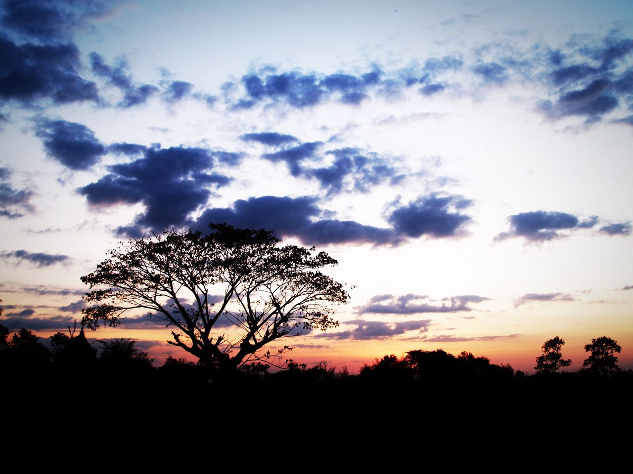 beautiful silhouette of a tree against a vibrant sunset sky with scatt