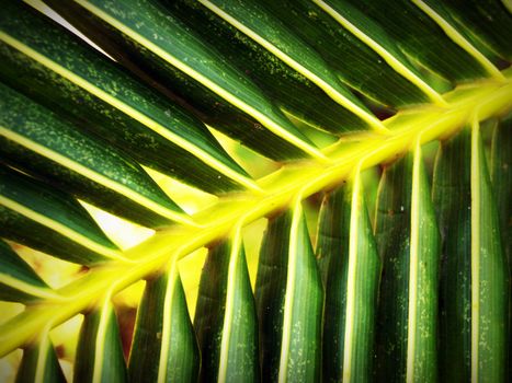 A detailed close-up of a vibrant green palmae leaf, showcasing its natural pattern and texture.