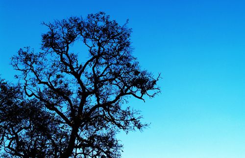 Free Silhouette of a leafless tree with intricate branches set against a bright blue sky, evoking serenity. Stock Photo