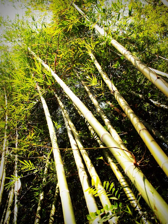 Person Showing Bamboo Trees