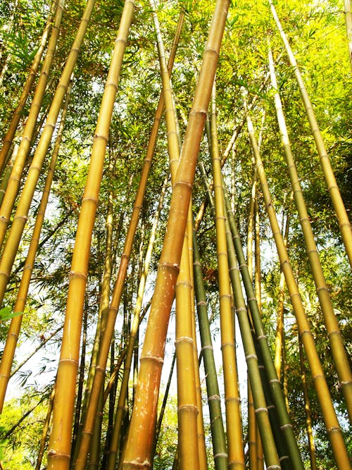 Gratis Immagine gratuita di alberi di bambù, ambiente, asia Foto a disposizione