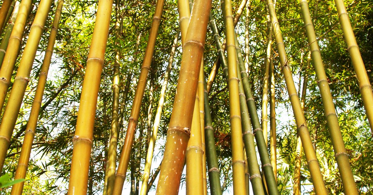 Bamboop Tree Bamboo Tree during Daytime · Free Stock Photo