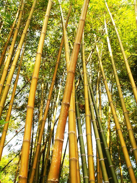 Gratis arkivbilde med anlegg, asia, bambus Arkivbilde