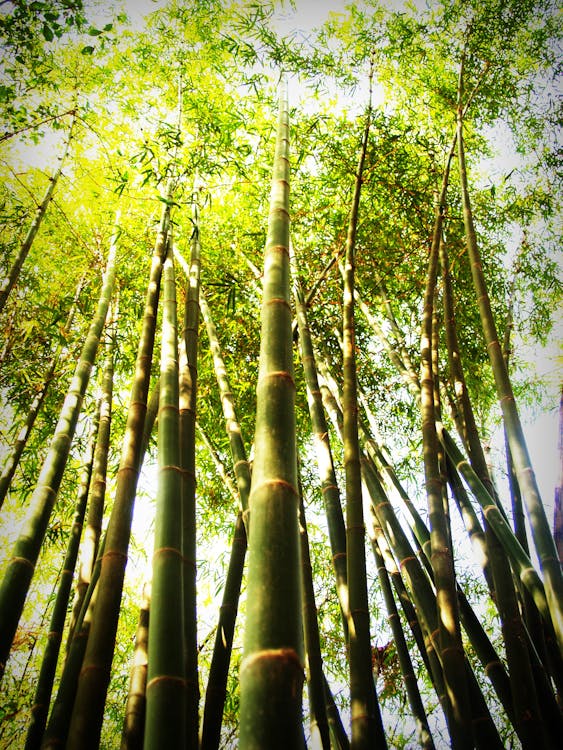 Gratis Immagine gratuita di alto, ambiente, bambù Foto a disposizione