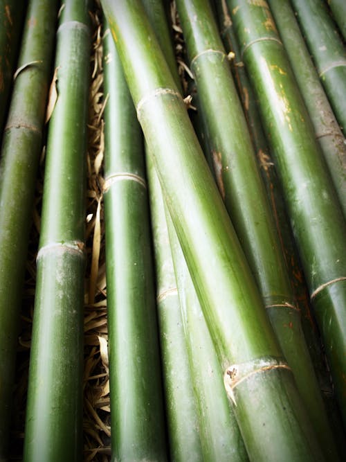 Green Bamboo Sticks