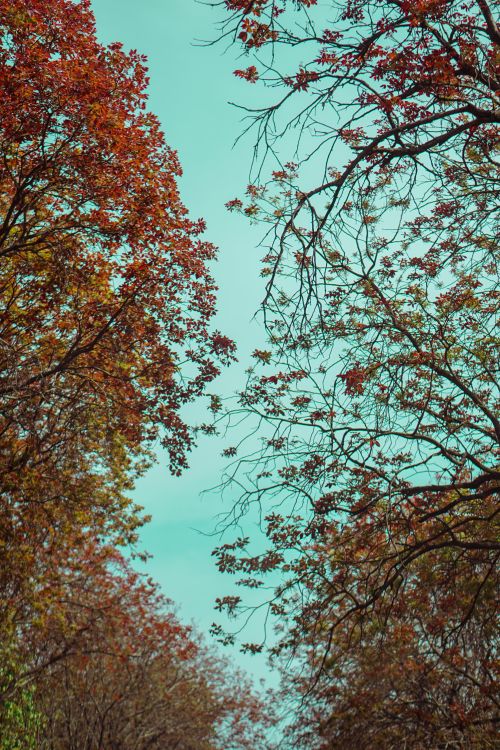 Free Looking up through colorful autumn leaves against a bright blue sky, capturing the essence of fall. Stock Photo