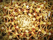 仙人掌的详细视图展现了它复杂的图案和尖锐的尖刺