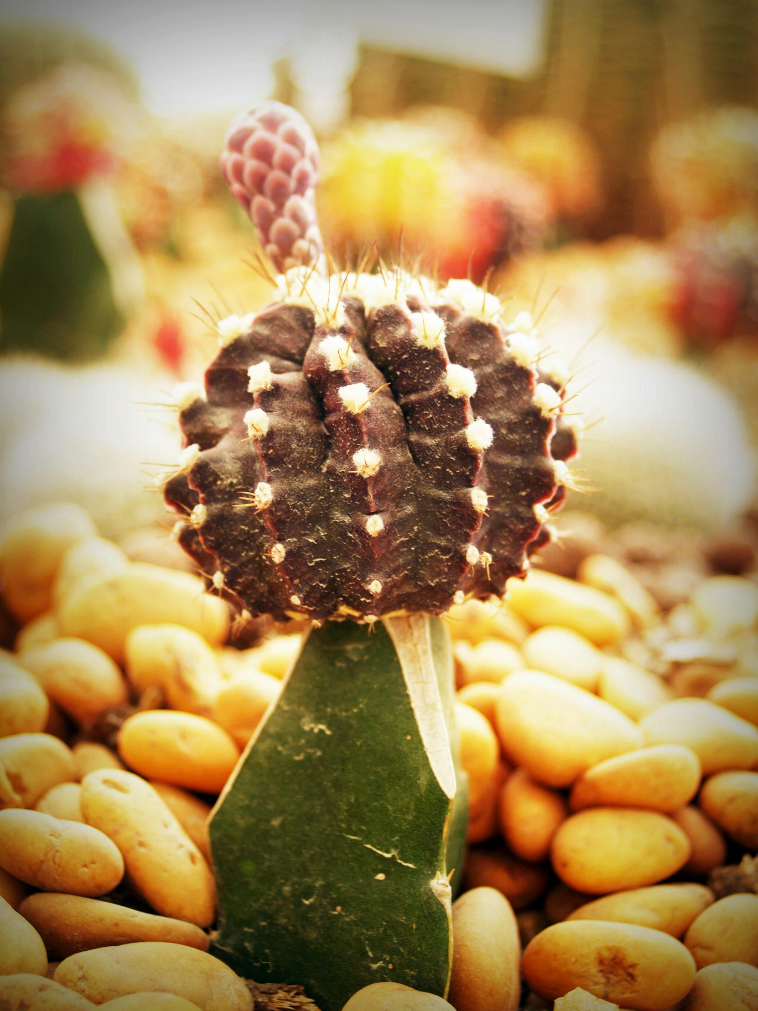 这张特写镜头捕捉了被石头环绕的彩色仙人掌，非常适合花园爱好者