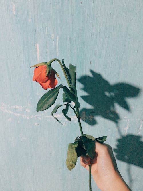 Photo of Person Holding Red Rose