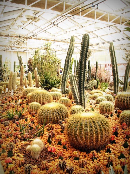 Green Cacti Inside Canopy Tent