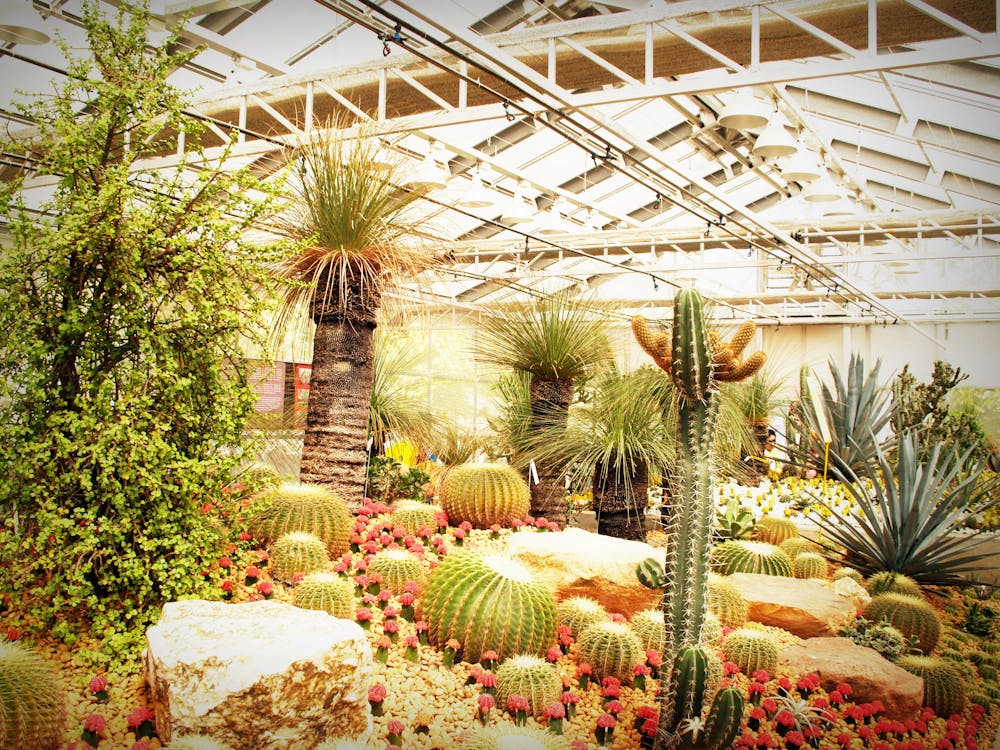 Varieties of Plants Inside Building