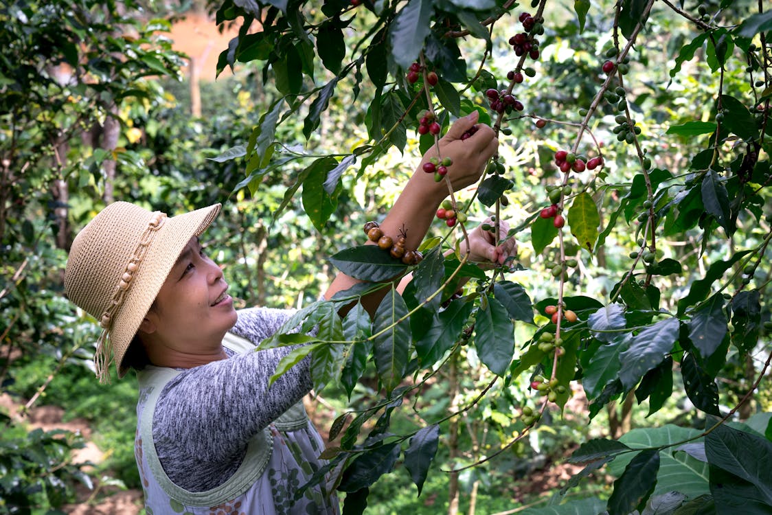 Woman Harvesting Coffee Beans