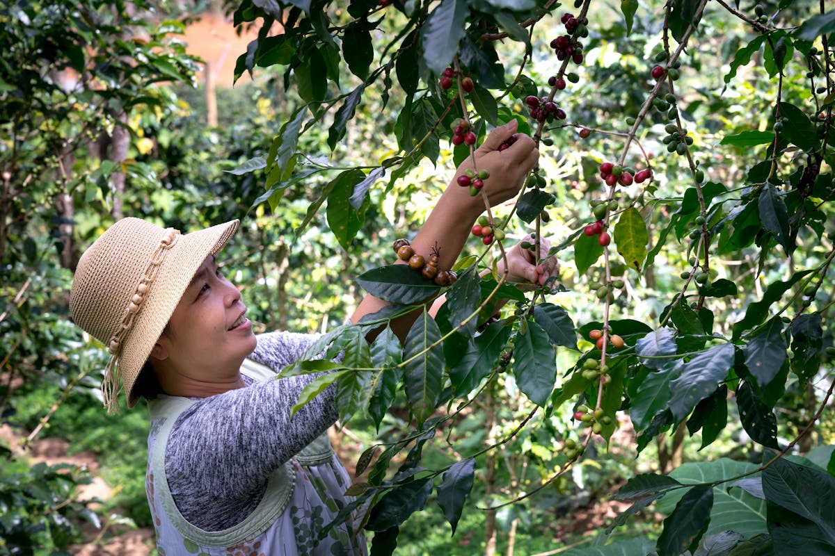 Woman harvesting coffee beans in a plantation