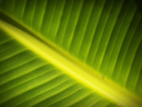 Banana Leaf