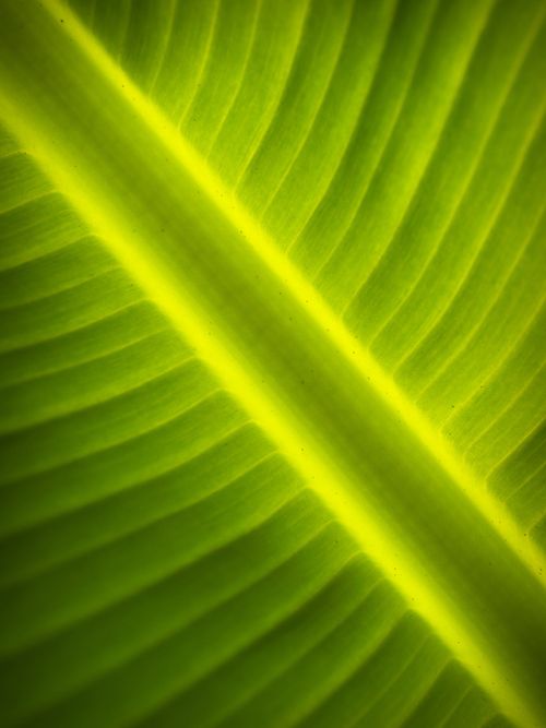 Free Detailed close-up of a vibrant green banana leaf showing its veins and texture. Stock Photo