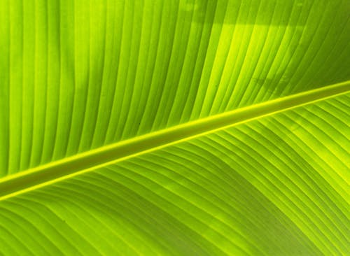 Green Leaf Closeup Photography