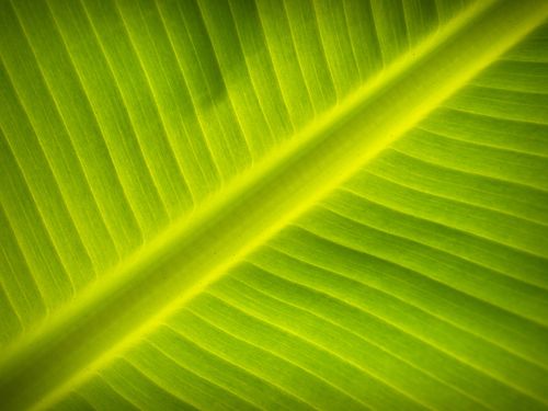 Free A detailed close-up of a banana leaf showcasing its vibrant green color and natural pattern. Stock Photo
