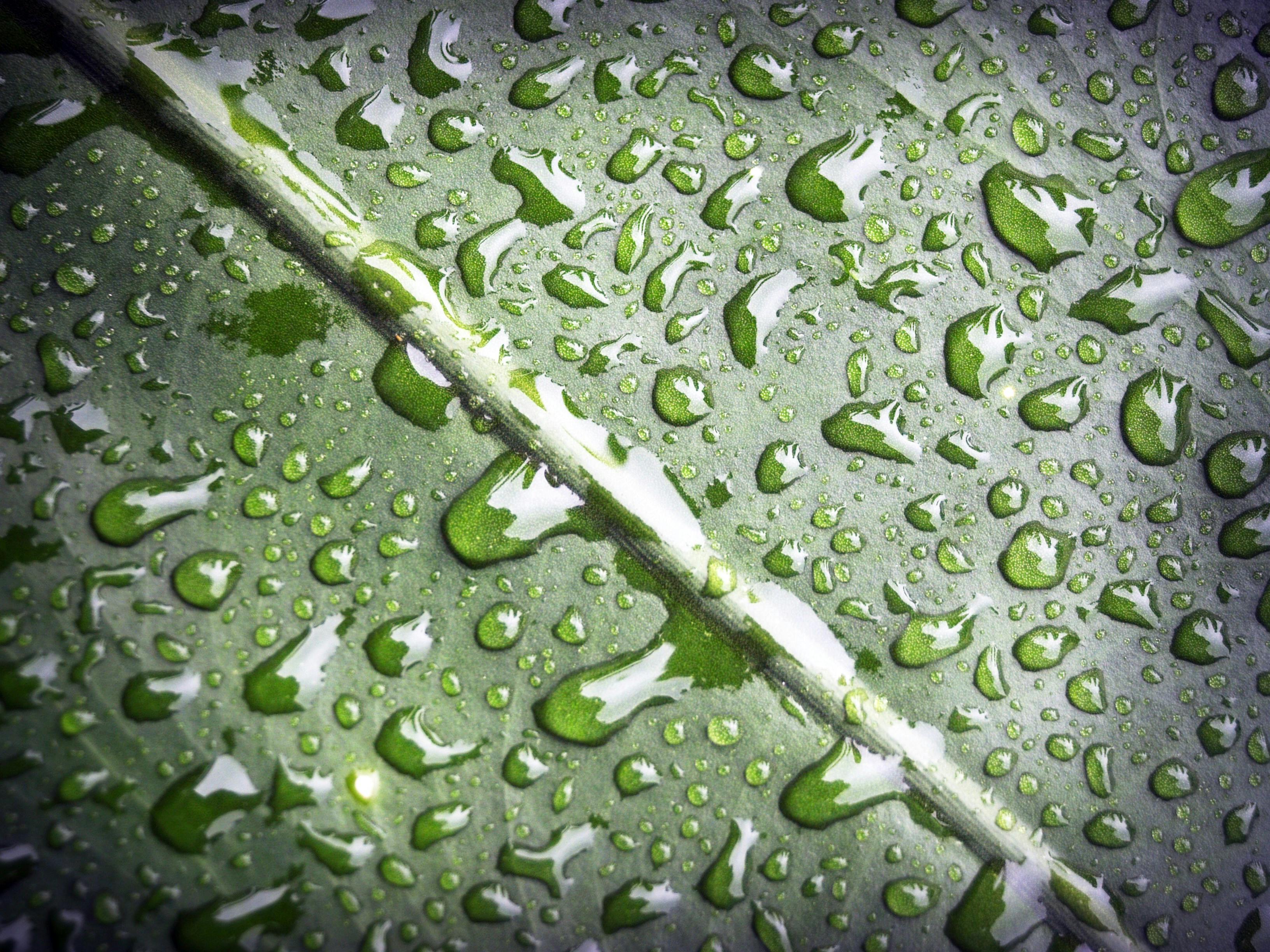 Water Dew on Green Leaf in Macro Photography