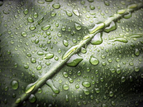 Water Droplets on Green Leaf