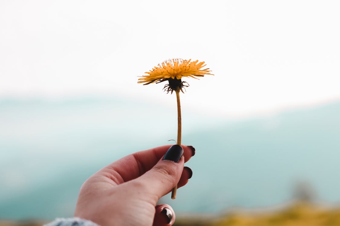 Gratis lagerfoto af blomst, flora, hånd