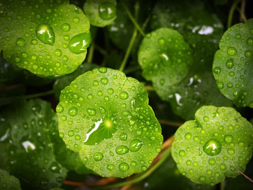 Water Droplet on Green Leafed Plant
