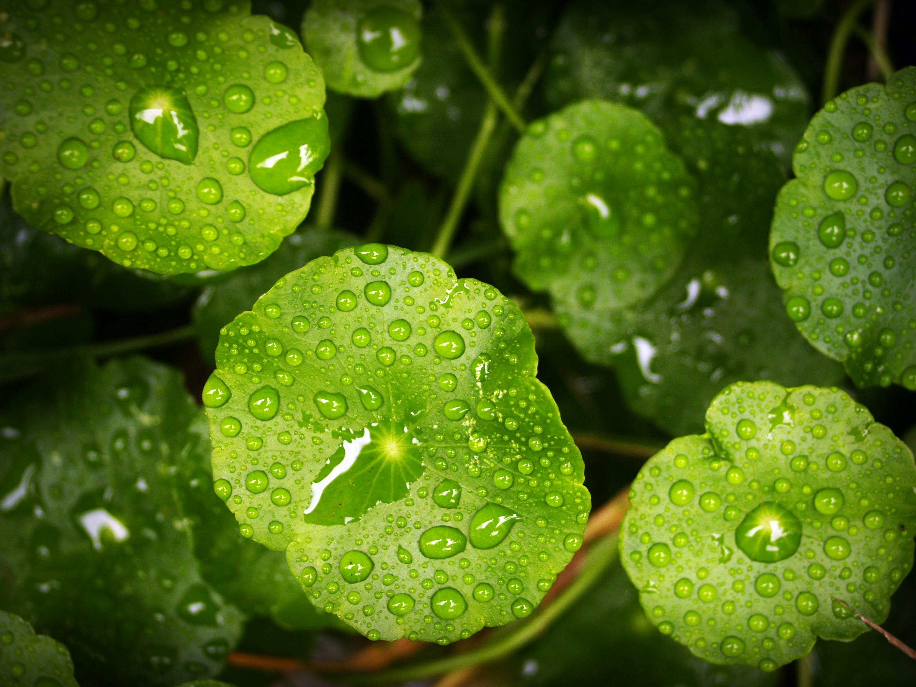water-droplet-on-green-leafed-plant-free-stock-photo