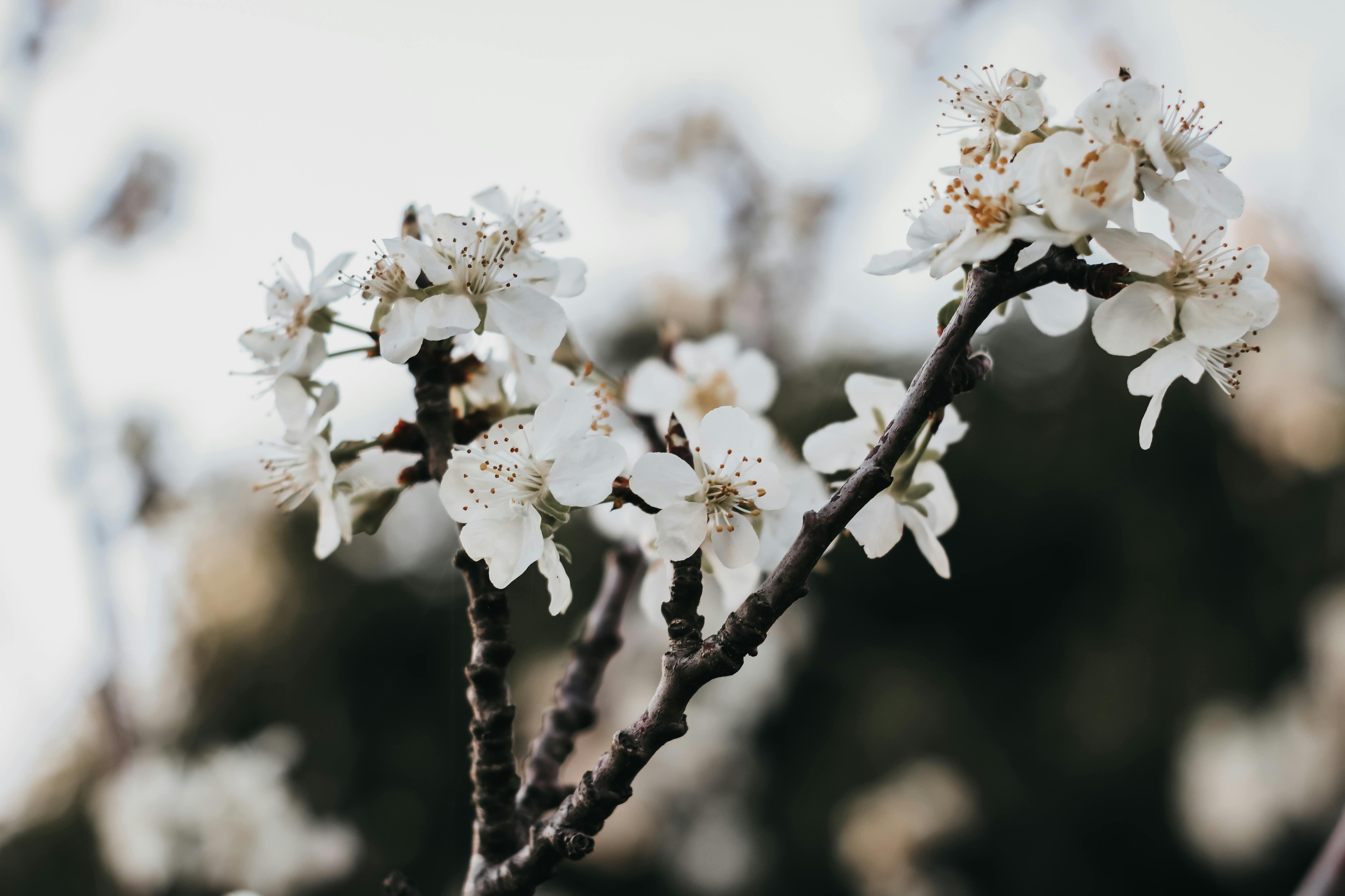 春天树枝上白樱花盛开的美丽特写