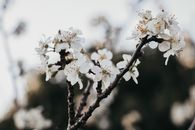 春天树枝上白樱花盛开的美丽特写