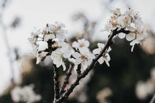 春天树枝上白樱花盛开的美丽特写