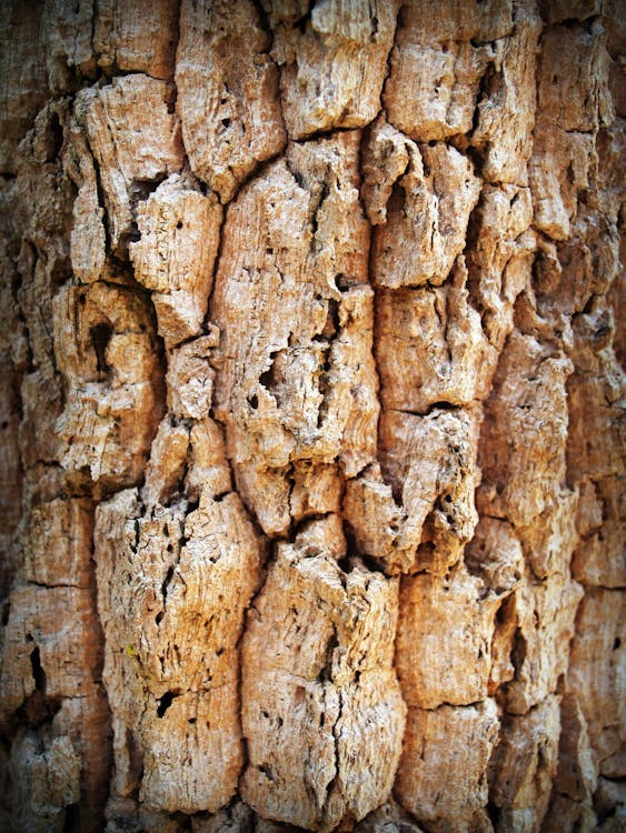Gratis Fotos de stock gratuitas de abstracto, árbol, áspero Foto de stock