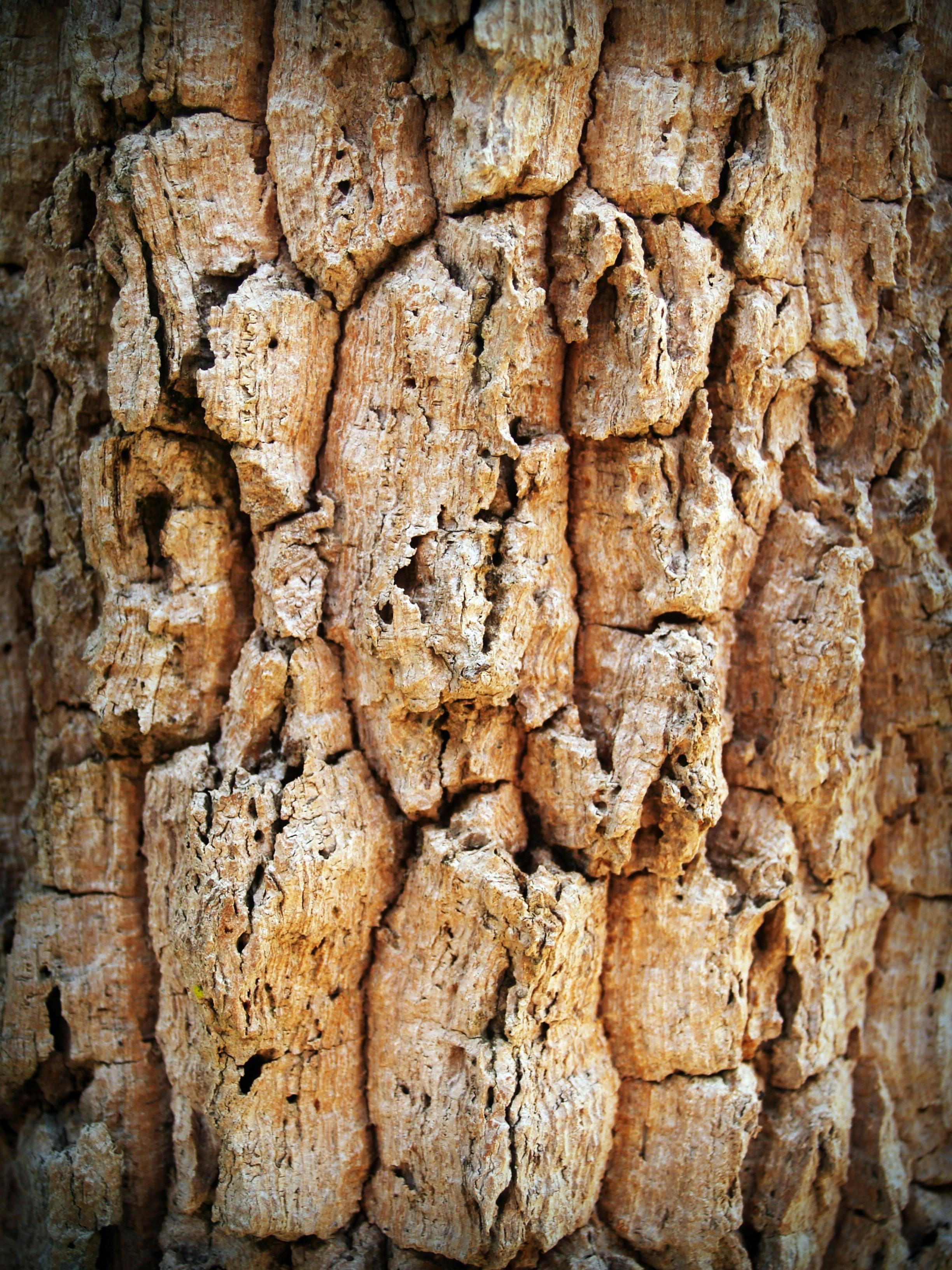 Gray Tree Trunk · Free Stock Photo