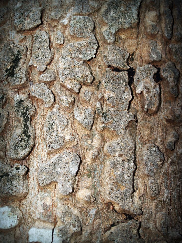 20,000+ Best Free Textures · 100% Free Download · Pexels · Free Stock ...