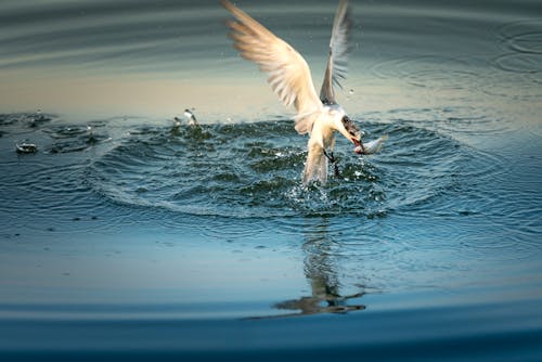 White Bird Above Water