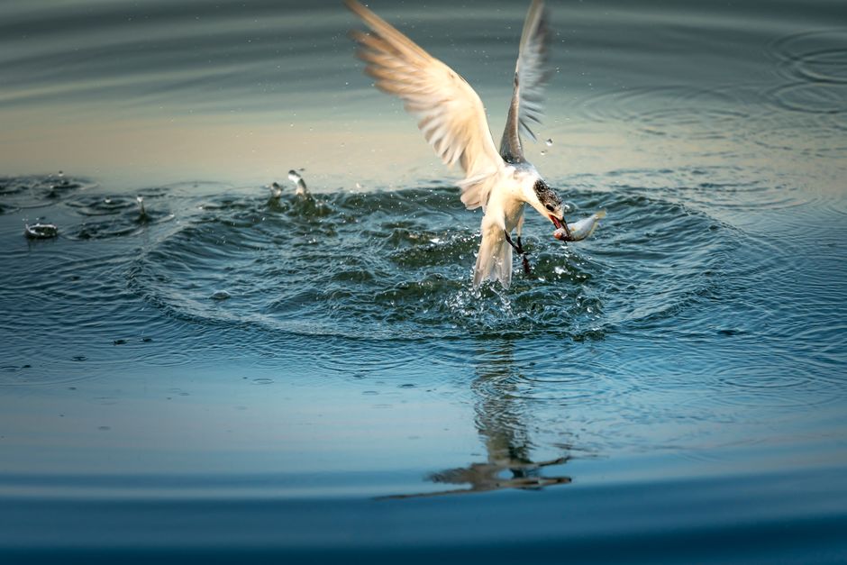 dead animal removal near me Garden Grove dead animal removal Garden Grove