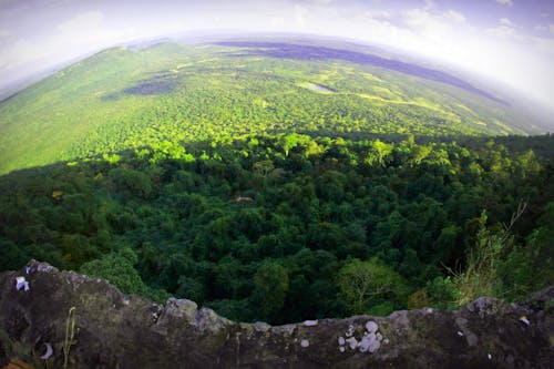 Fish Eye Photography of Green Trees