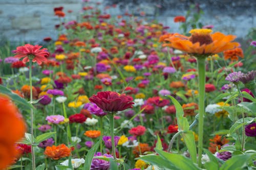 Kostnadsfri bild av blommor, trädgård blommor