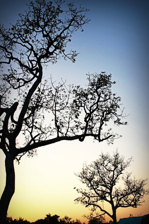 Foto d'estoc gratuïta de alba, arbres, branques d'arbre