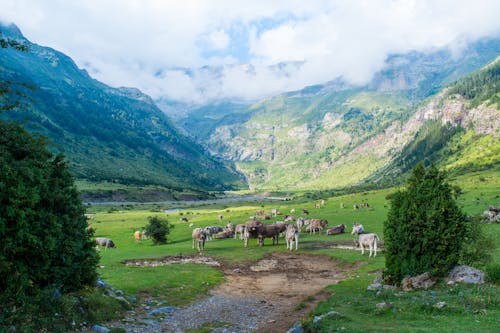 棕色和白色的牛，在绿色的田野，在白色的天空下山附近