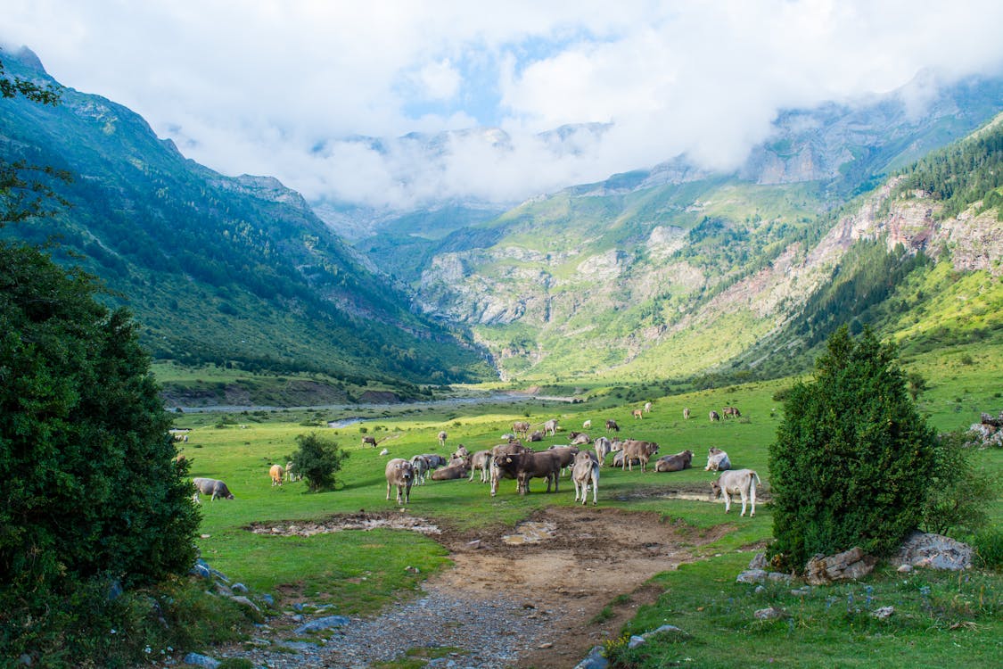 棕色和白色的牛，在綠色的田野，在白色的天空下山附近